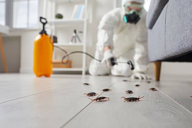 Commercial Rodent Management in East Missoula